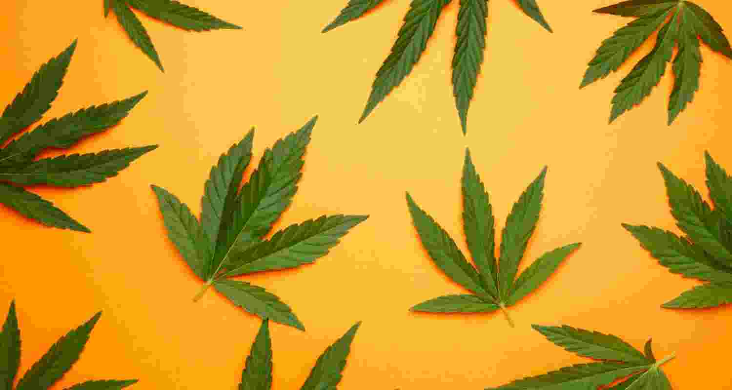 Study links cannabis use to DNA damage, cancer risk