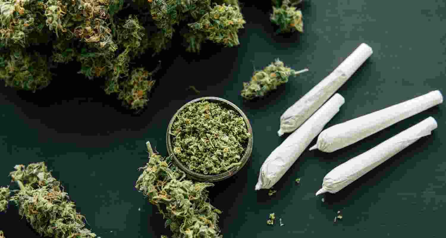 Image of crushes cannabis leaves used for representational purpose.