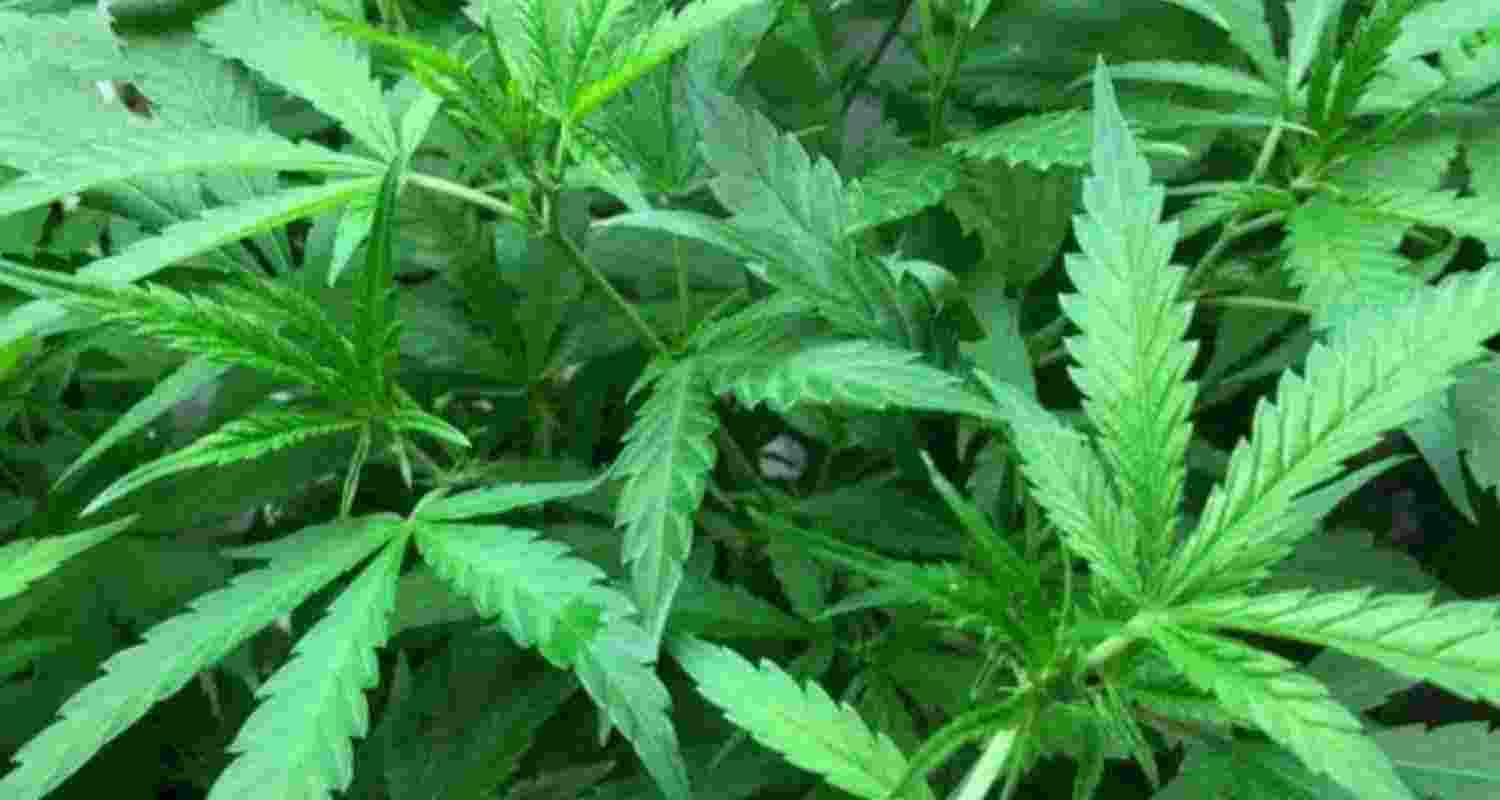 Representative Image. 