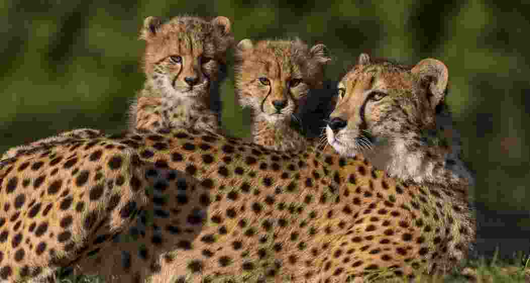 Representative image. Representative image.