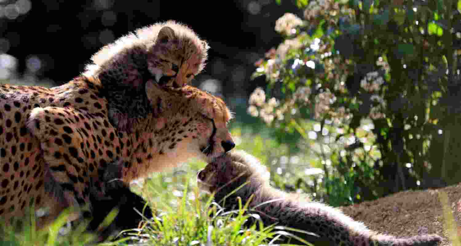 MP: Female Cheetah & 4 cubs released into Kuno wild