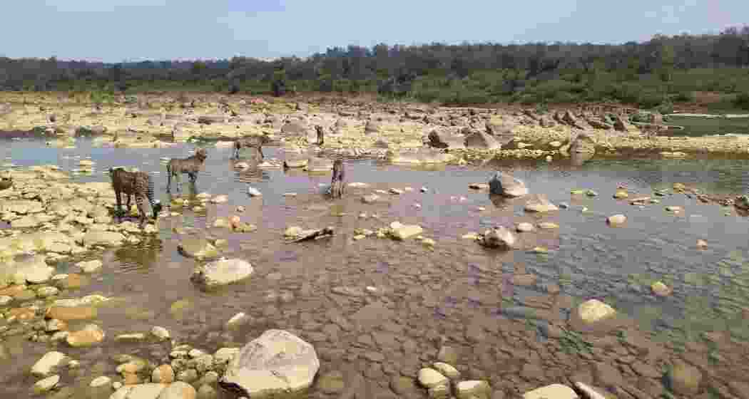 Indian-born Cheetahs adjust to local environment at the Kuno National Park in Madhya Pradesh. Indian-born Cheetahs adjust to local environment at the Kuno National Park in Madhya Pradesh.