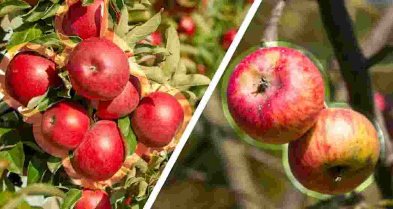 How can consumer embrace climate-affected produce