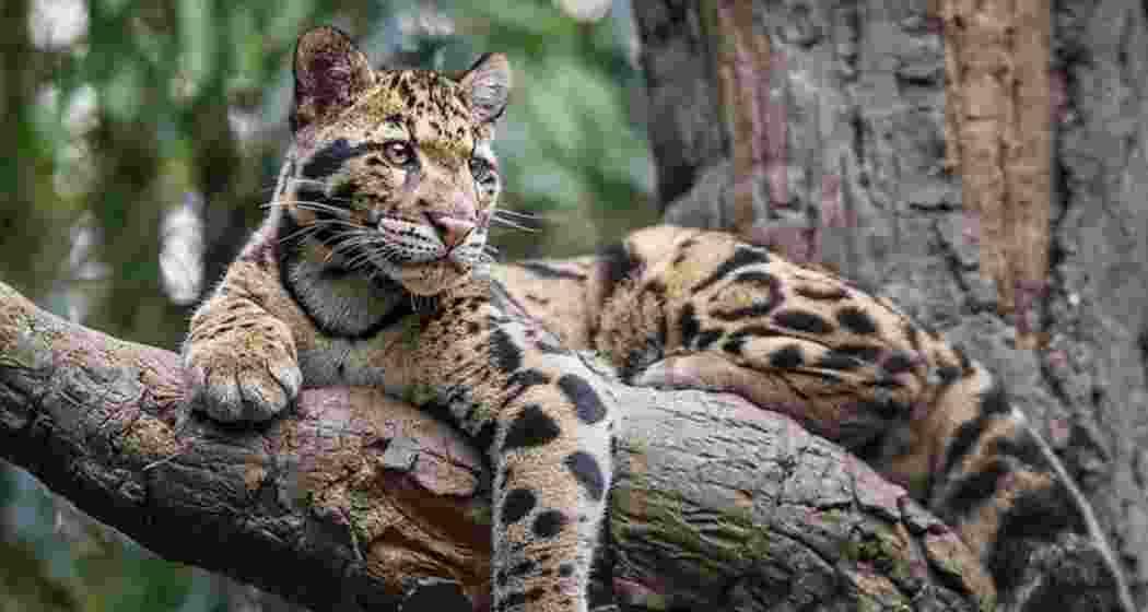 A clouded leopard resting on tree branch. 