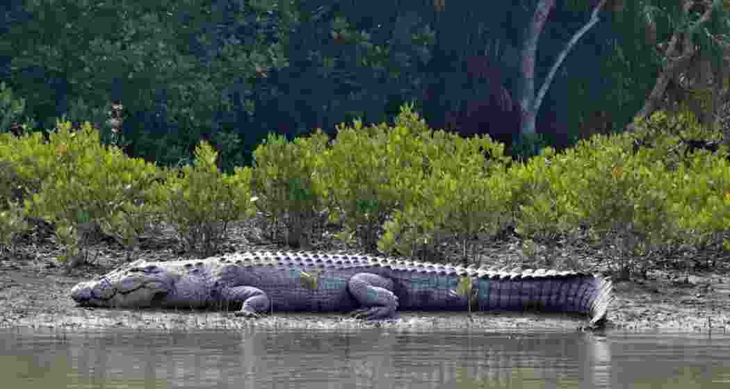 Bengal’s Sunderbans sees rising crocodile count after 12 yrs