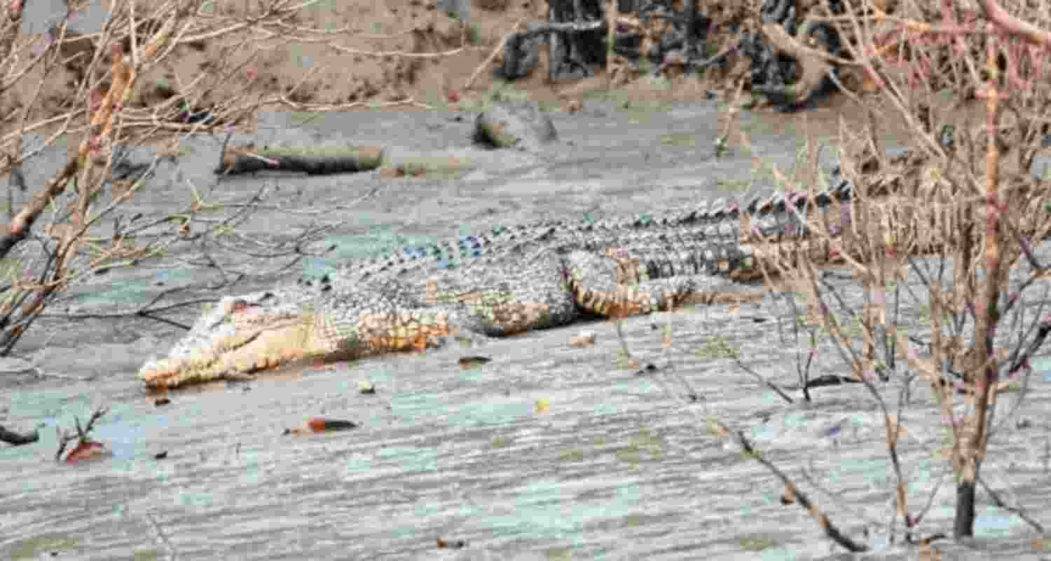 Sundarbans sees surge in saltwater crocodile population