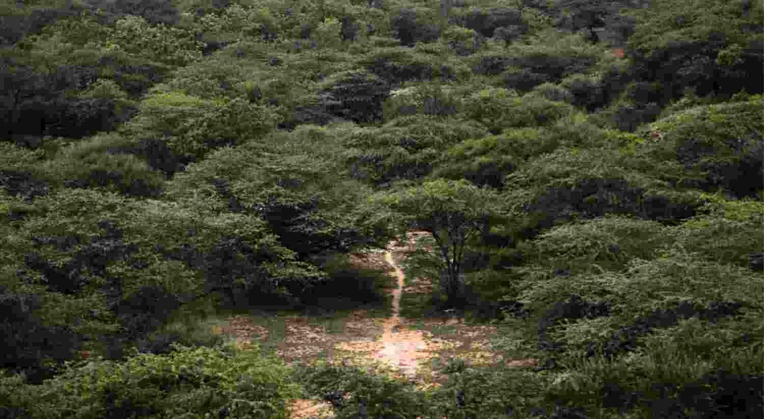 Trees cut in Delhi, SC questions LG Saxena's role