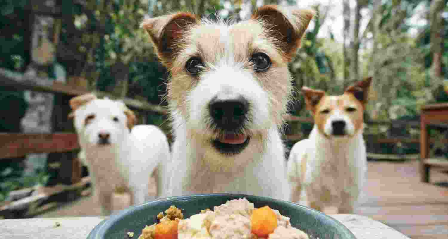 Your dog’s food may harm the climate more than yours Your dog’s food may harm the climate more than yours