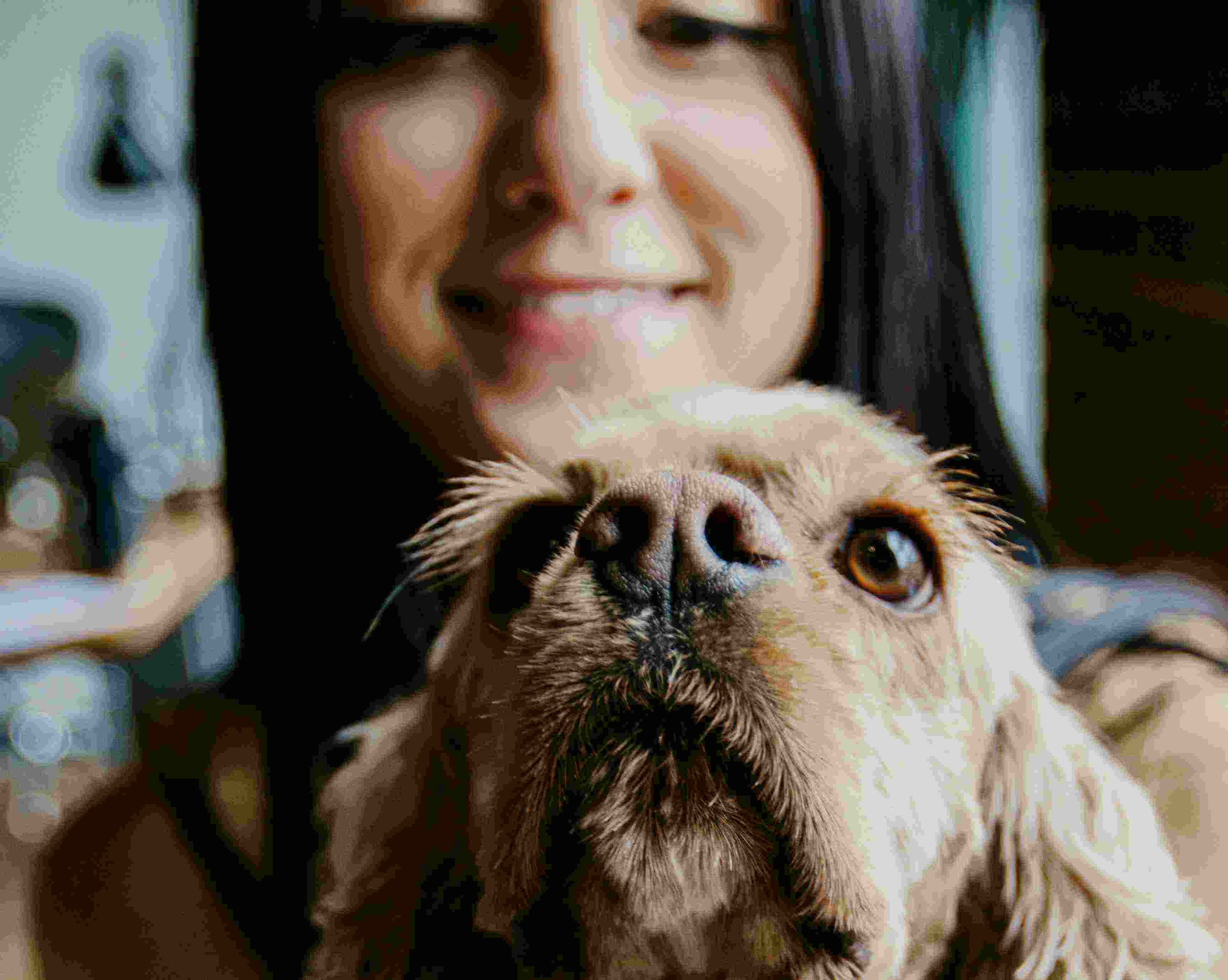 The researchers, including those at Harvard University, said the positive influence of pets could be linked to levels of engagement and attachment to pets, rather than just owning them. They added that a stronger bond with pets is related with an insecure human attachment style.