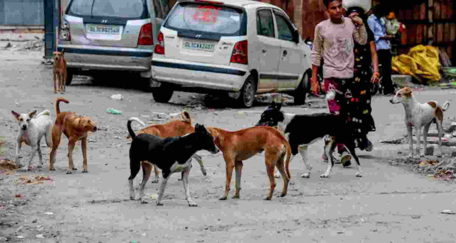 SC's dog rehab mandate defies ground reality