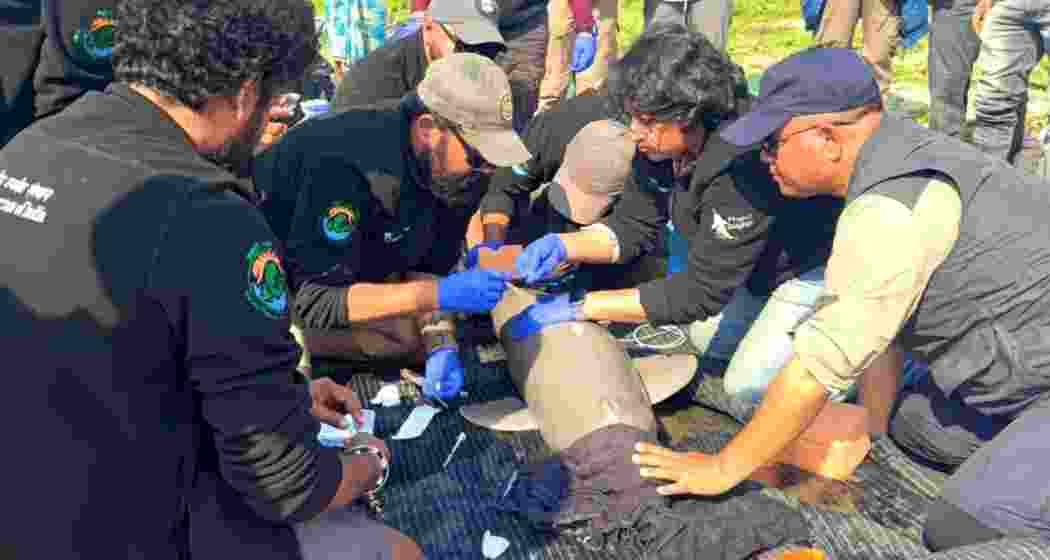 Environmentalists from the Wildlife Institute of India, Assam Forest Department, and Aaranyak tagged a male Ganges River Dolphin in Assam. The dolphin was later released under veterinary care.