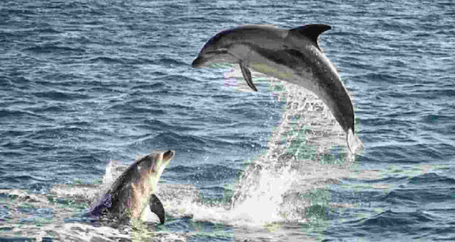 Bengal ranks third in India’s dolphin population
