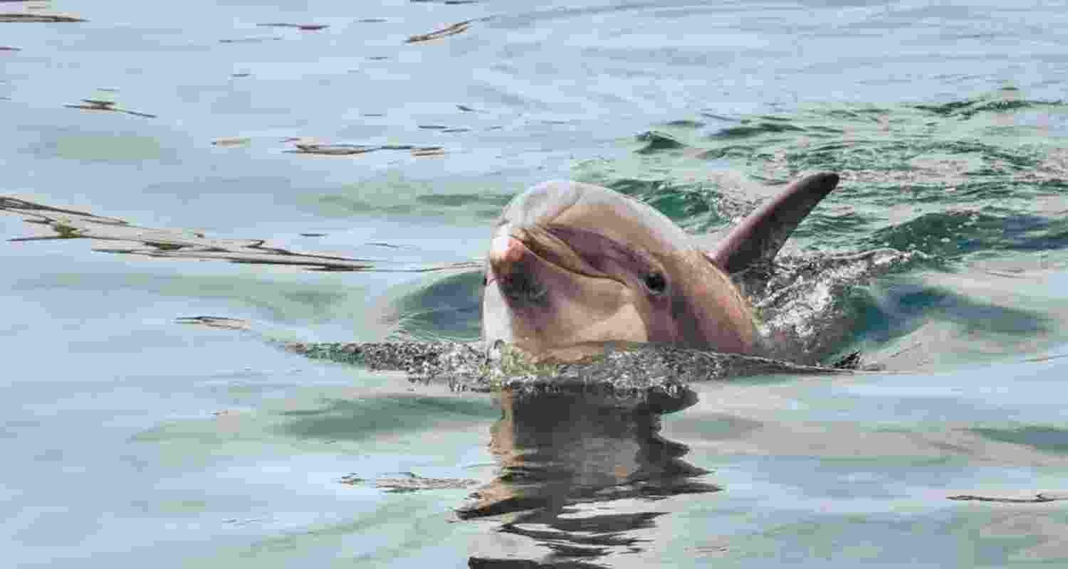 A representative image.