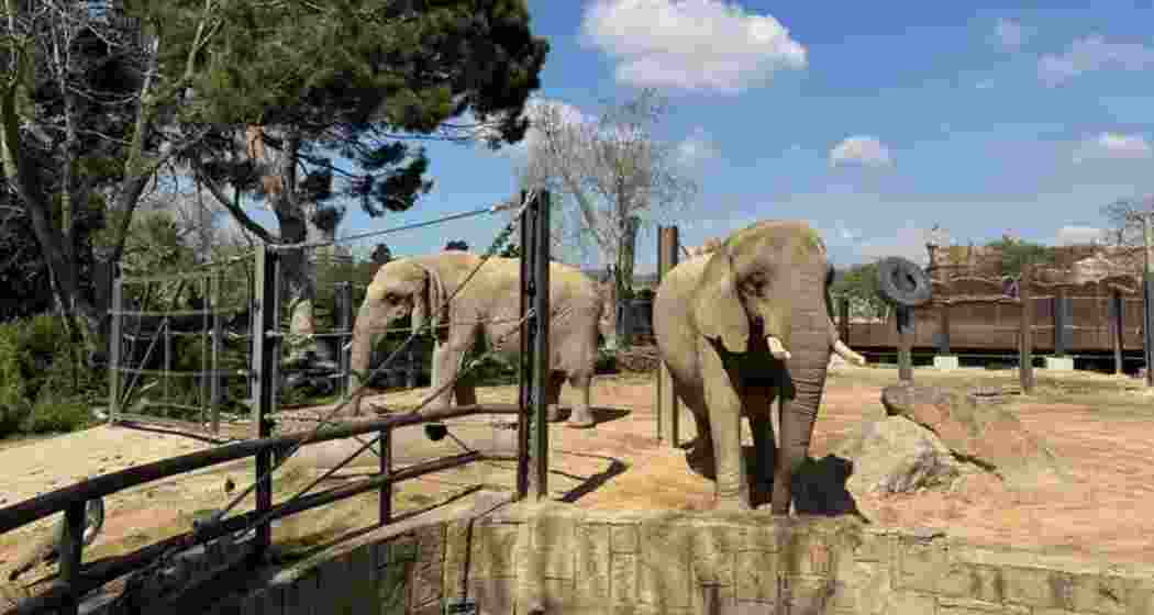 Spanish zoo helps elderly elephants age gracefully