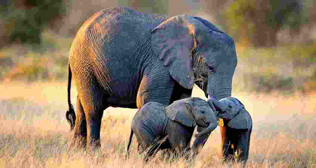 Image for representative use only.