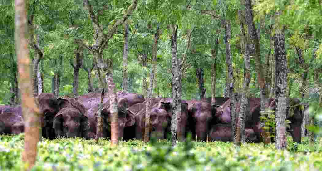 A herd of elephants.