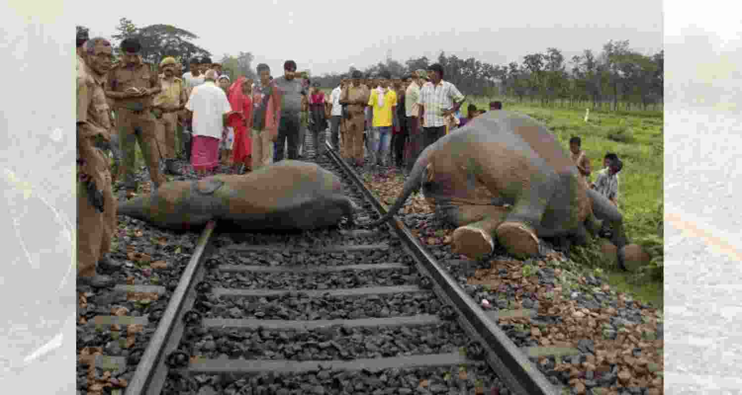 The forested Rajabhatkhawa area is situated beside the Buxa Tiger Reserve in north Bengal. (File photo)