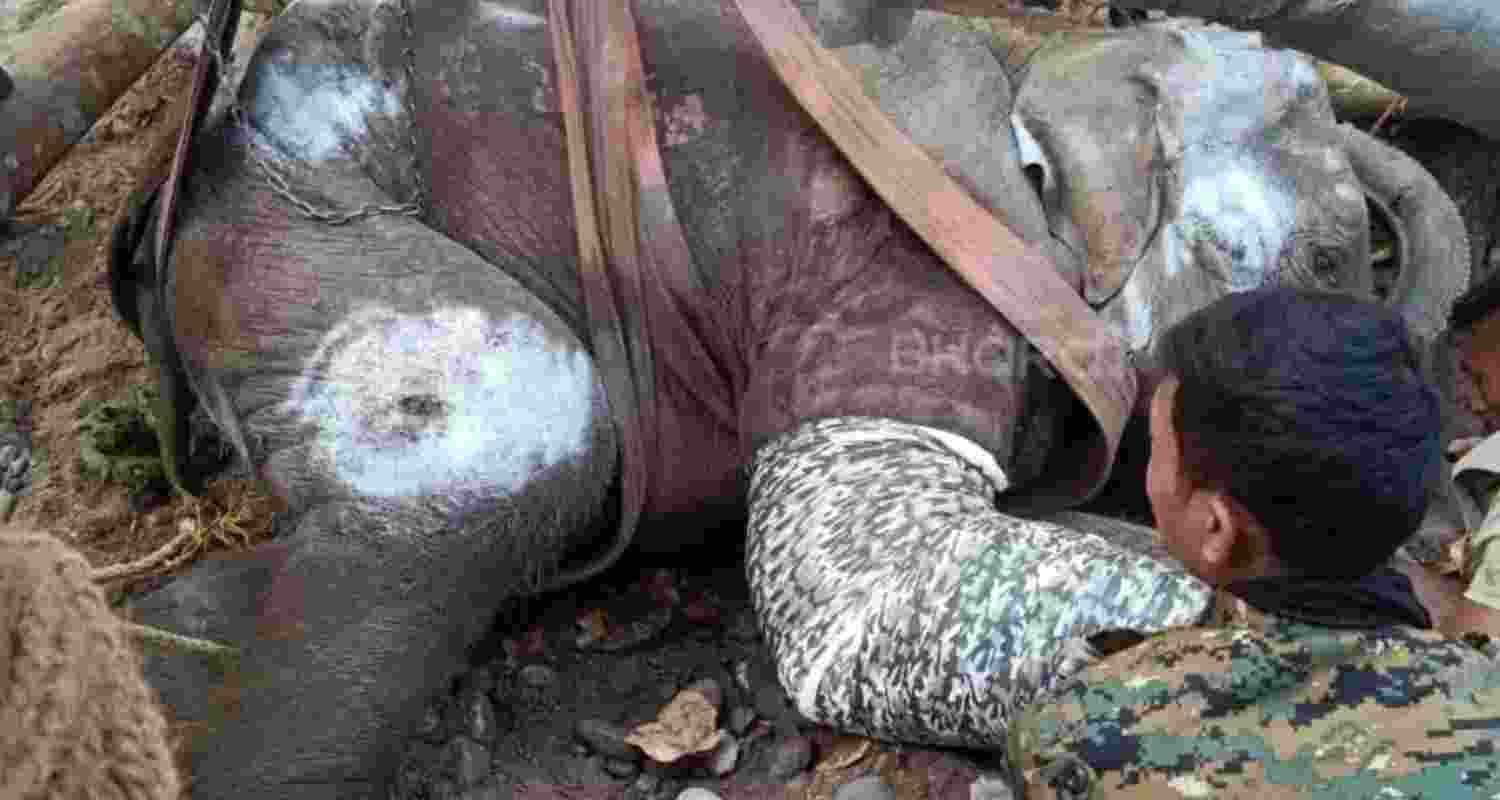 Elephant calf Asha dies after 22-day battle with Trypanosoma