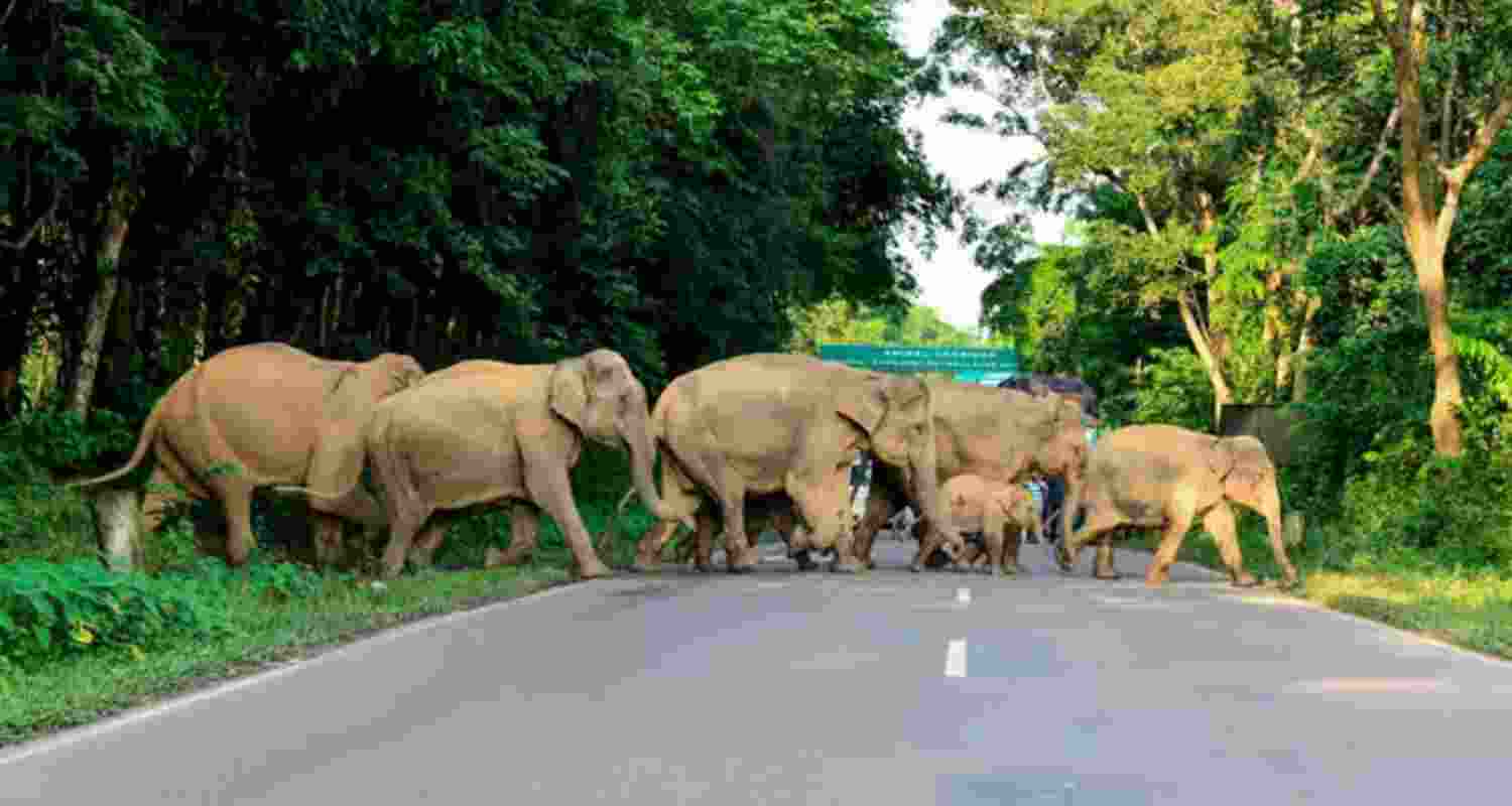 Jaldapara National Park, which spans over 200 square kilometers, is home to around 200 elephants, 330 rhinos, and more than 4,000 bison and deer