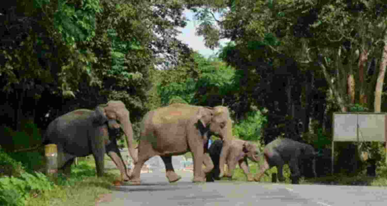 Elephant herd kills 4 in Jharkhand’s Ramgarh, panic grips villages