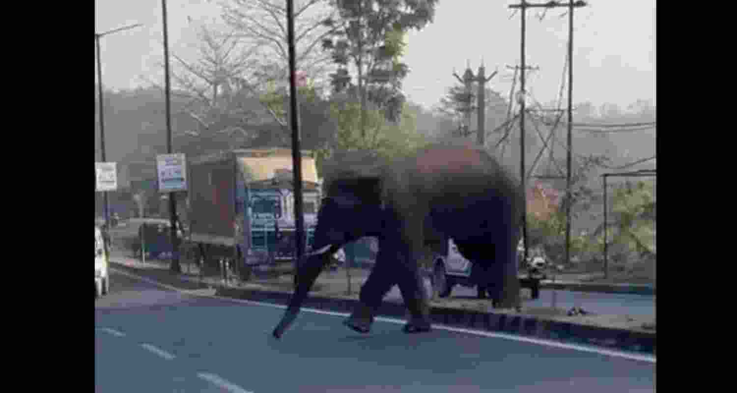 Panic grips Ranchi as wild elephant enters city