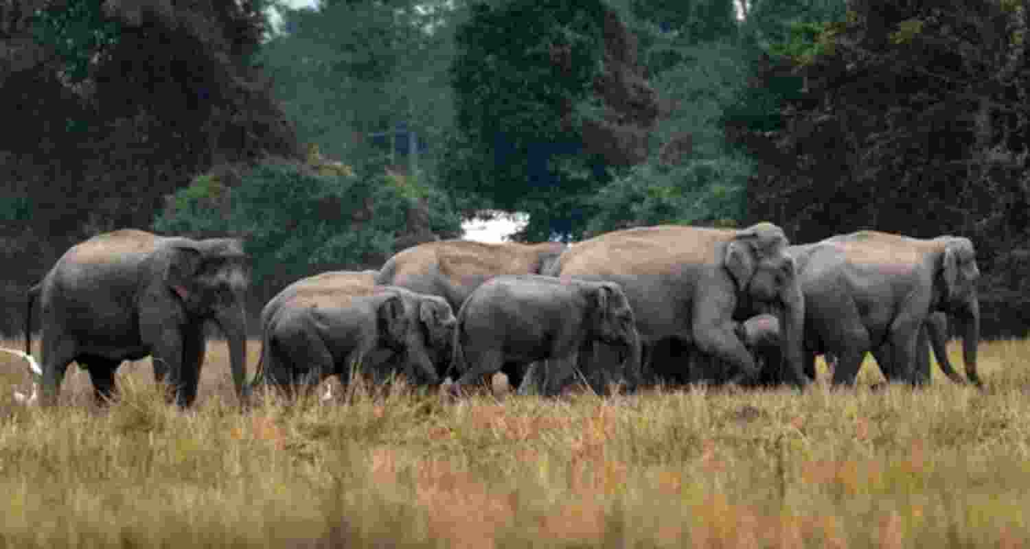 Bankura: First in 20 years, no elephant attack deaths 