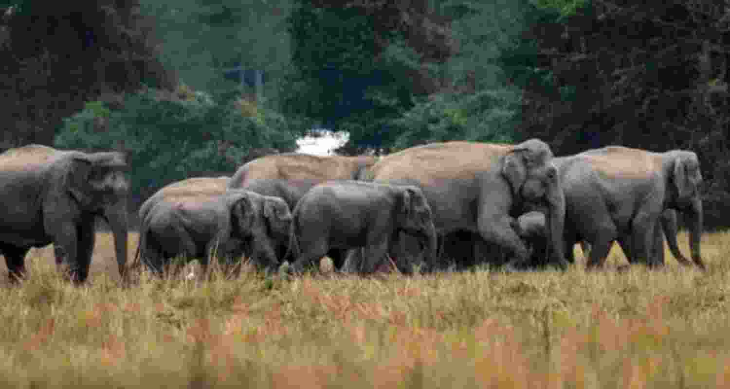 Bengal to use radio collars to track wild elephants