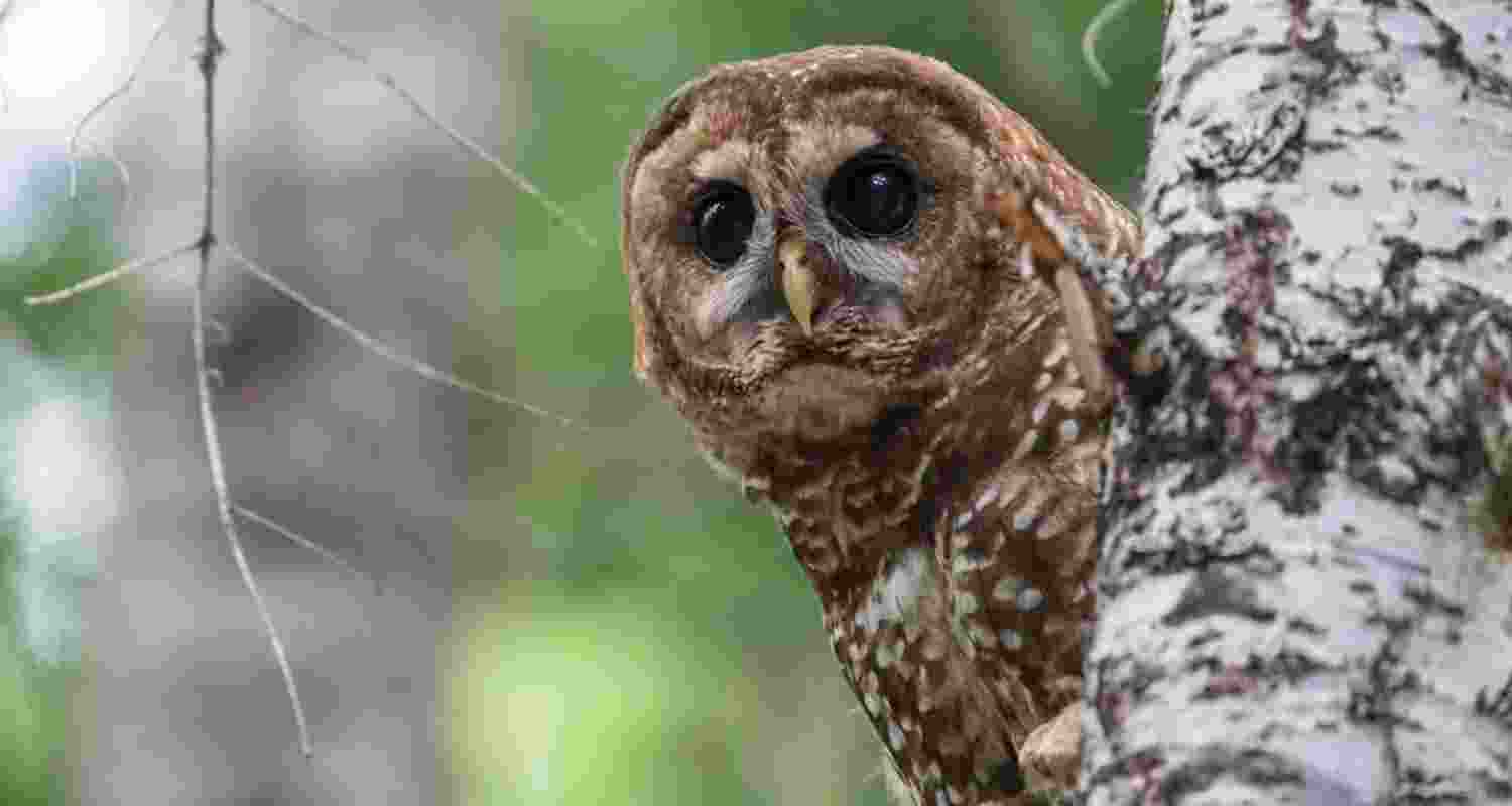Redefining habitat is stripping wildlife protections away