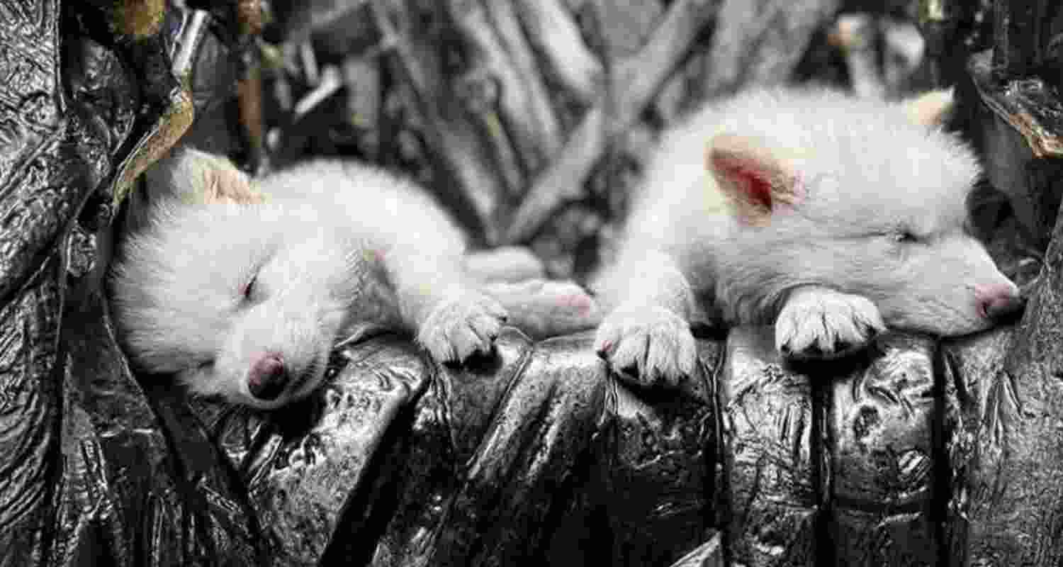 Colossal Biosciences claims three pups born recently are dire wolves, but they are actually grey wolves with genetic edits intended to make them resemble the lost species.