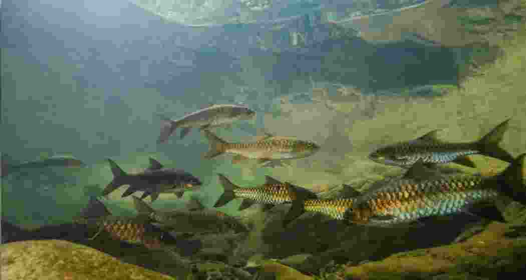 Representational image.