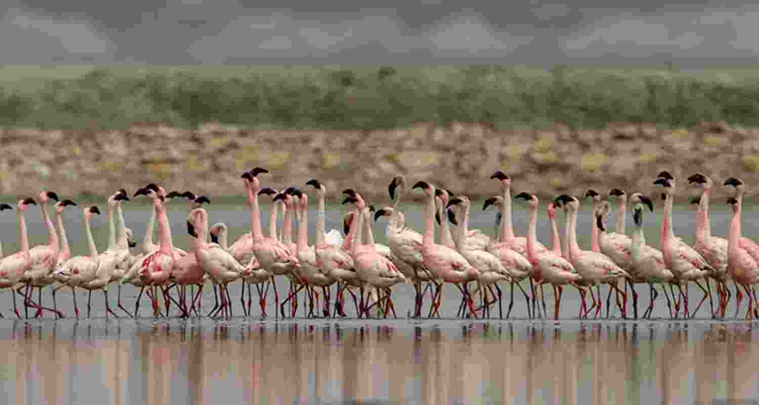 Thoothukudi becomes a seasonal flamingo hotspot