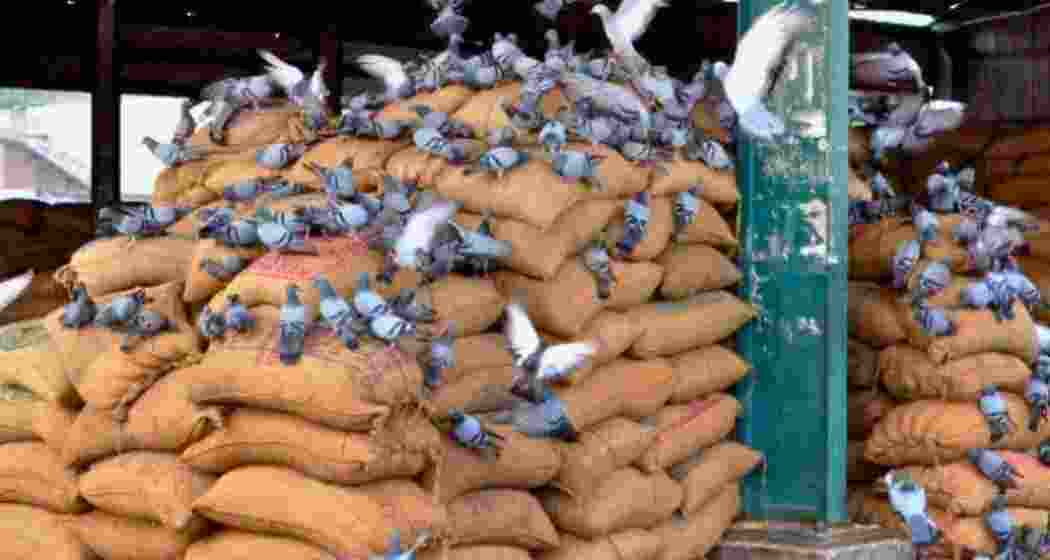 Grain lies stocked in a godown with pigeons perched above, while empty stomachs remain a reality for many in India.