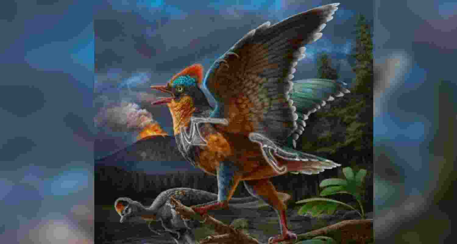 Chinese scientists have unearthed the oldest short-tailed bird fossil, dating back about 150 million years, in east China's Fujian Province.