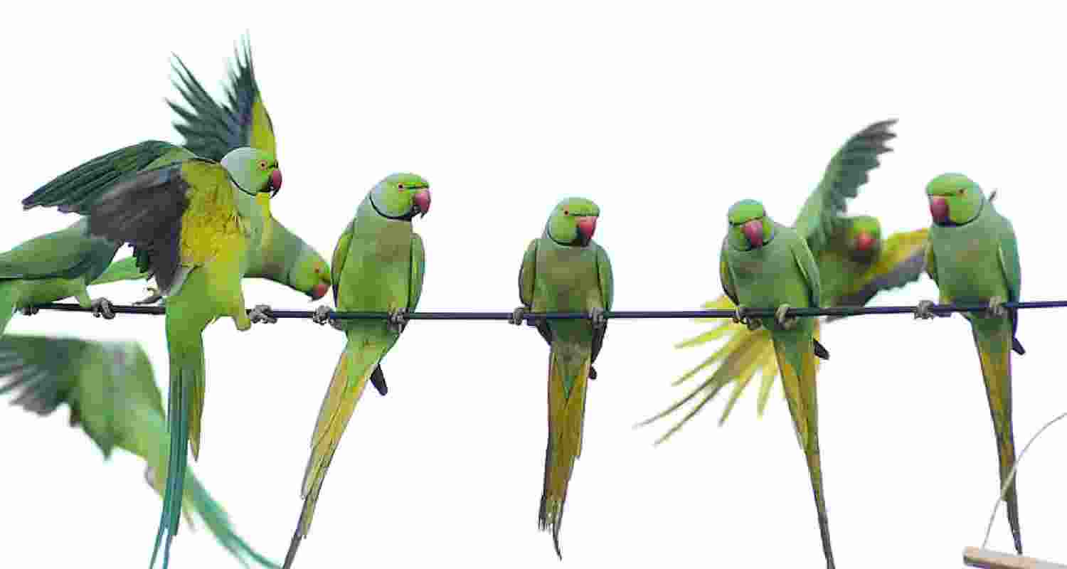 District wildlife warden, Tony Sharma, said some parrots were alive during rescue operations, but the toxicity of the food that they had consumed was so high, that the birds died shortly after