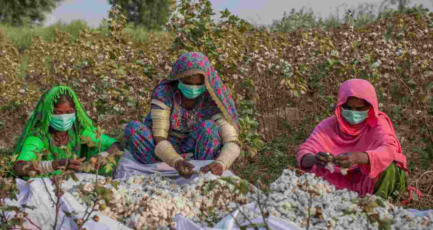 The total cotton supply till August is estimated to have been 383.03 lakh bales, which consists of the pressings of 307.09 lakh bales, imports of 36.75 lakh bales and the opening stock of 39.19 lakh bales at the beginning of the season
