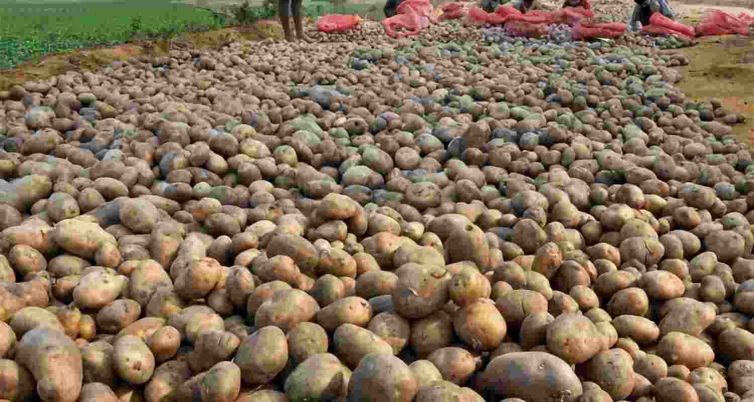 Potato price crash in WB may lead to financial crisis, warn state cold storage members