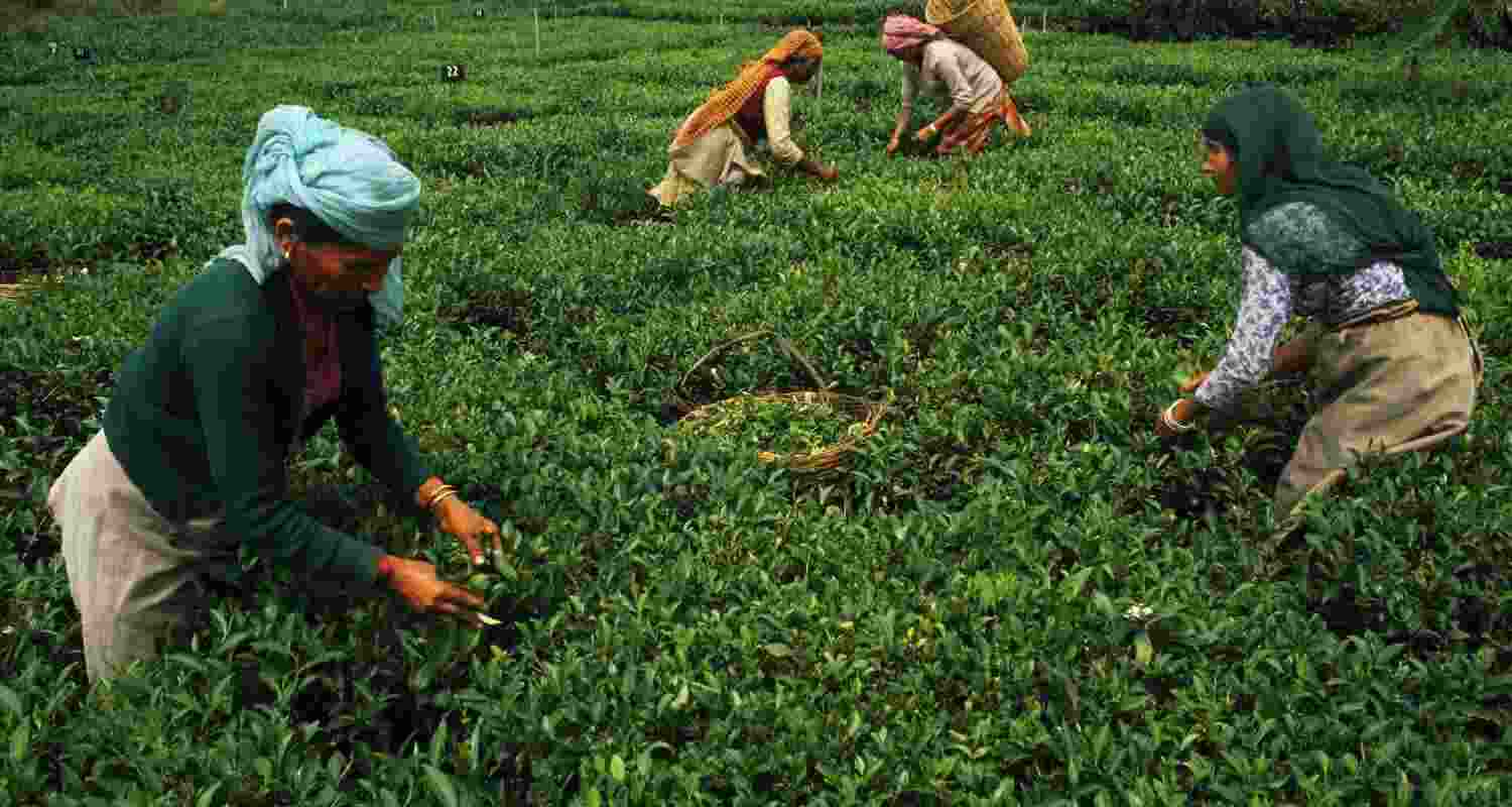The country’s tea growers have therefore called on the government to reframe policy surrounding tea imports in order to safeguard domestic growers
