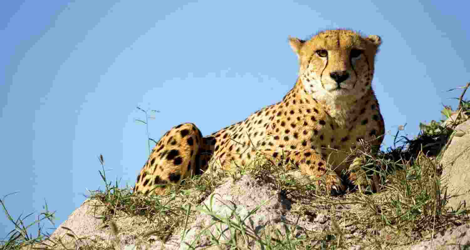 A five-member South African delegation visited the Gandhi Sagar Wildlife Sanctuary (GSWS), located on the boundary of Mandsaur and Neemuch districts in Madhya Pradesh, after its field visit to Kuno National Park on Thursday A five-member South African delegation visited the Gandhi Sagar Wildlife Sanctuary (GSWS), located on the boundary of Mandsaur and Neemuch districts in Madhya Pradesh, after its field visit to Kuno National Park on Thursday