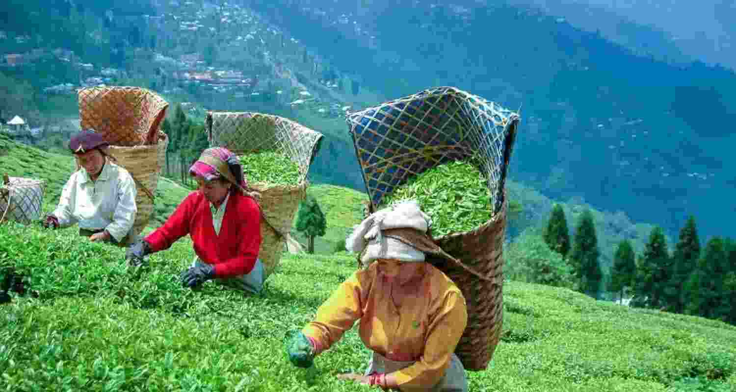 In South India, production declined only marginally to 21.27 million kg in September, as against 22.97 million kg in the same month of 2024, according to the data