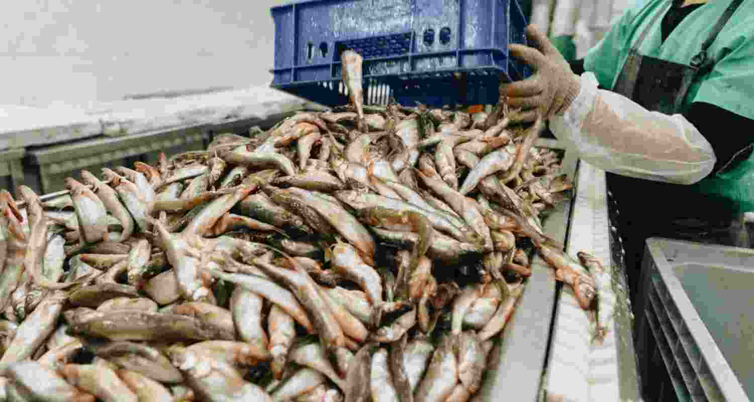Among the seafoods, frozen shrimp remained the major exported item in terms of quantity and value both, while the US and China turned out to be the major importers of India's seafood