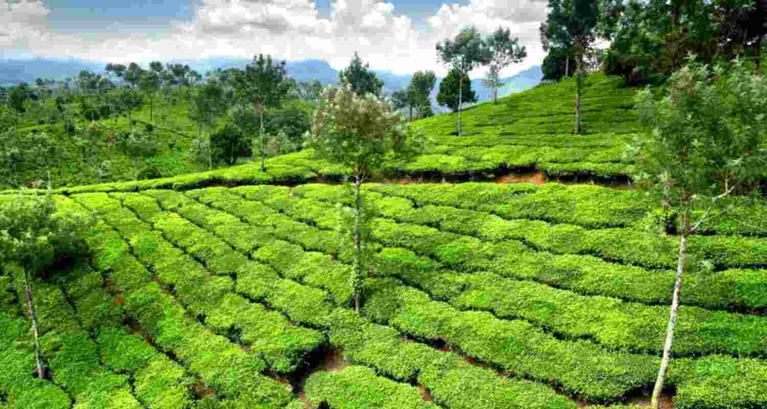The circular also said that such crops will be withdrawn from the auctions before the date of sale and directed that the seller of such teas to approach the Board for the destruction of such crops