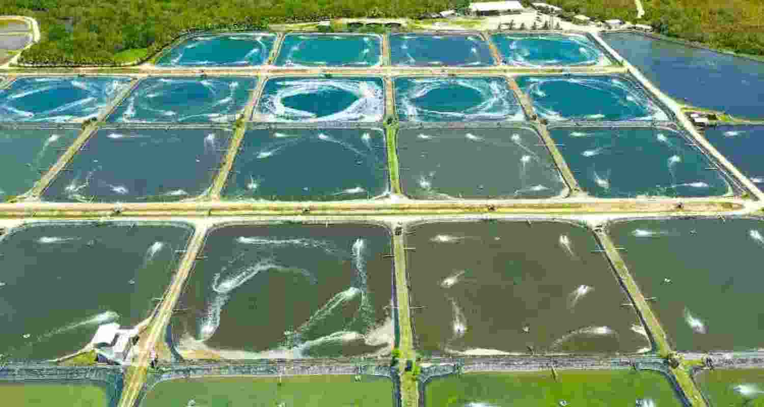 Close to USD 2 billion worth of shrimp exports face severe disruptions, informed SEAI Secretary General, K N Raghavan