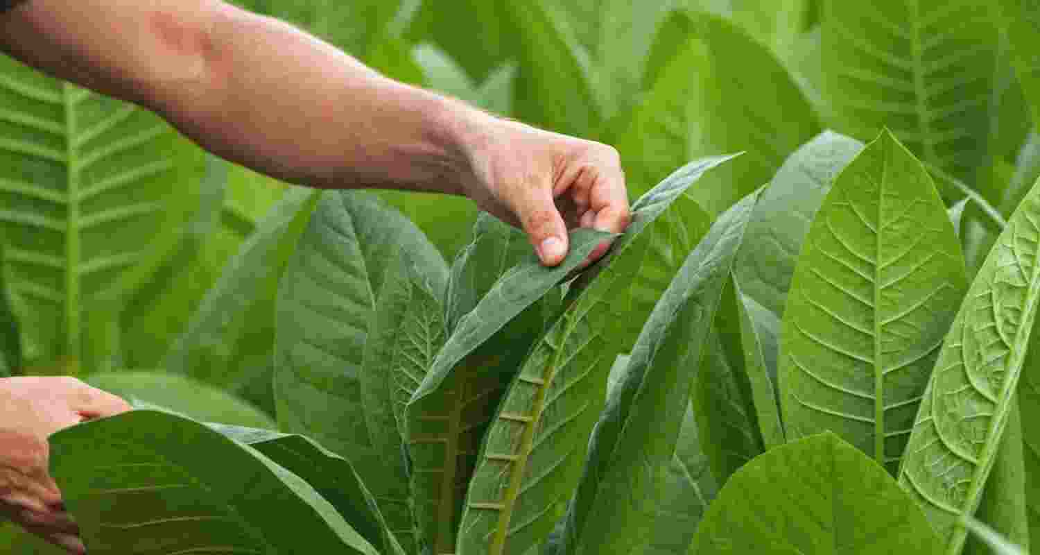 The last date for fresh registration is November 1, while those seeking renewal have time till November 30, according to a notice issued by the Tobacco Board