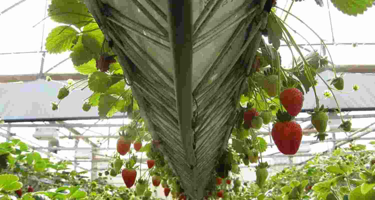 Vegetable production is projected to have increased by 4.09 per cent to 215.68 million tonne, with onion production particularly expected to have risen to 30.78 million tonne in 2024-25 from 24.26 million tonne in the previous year