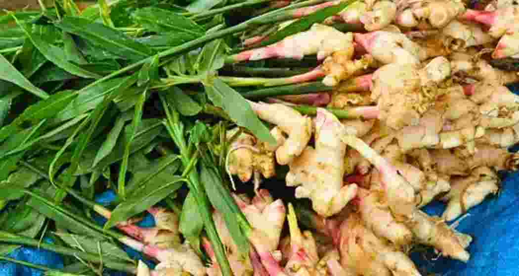 This display showcases Mizoram’s traditional ginger, renowned for its premium quality and organic cultivation.