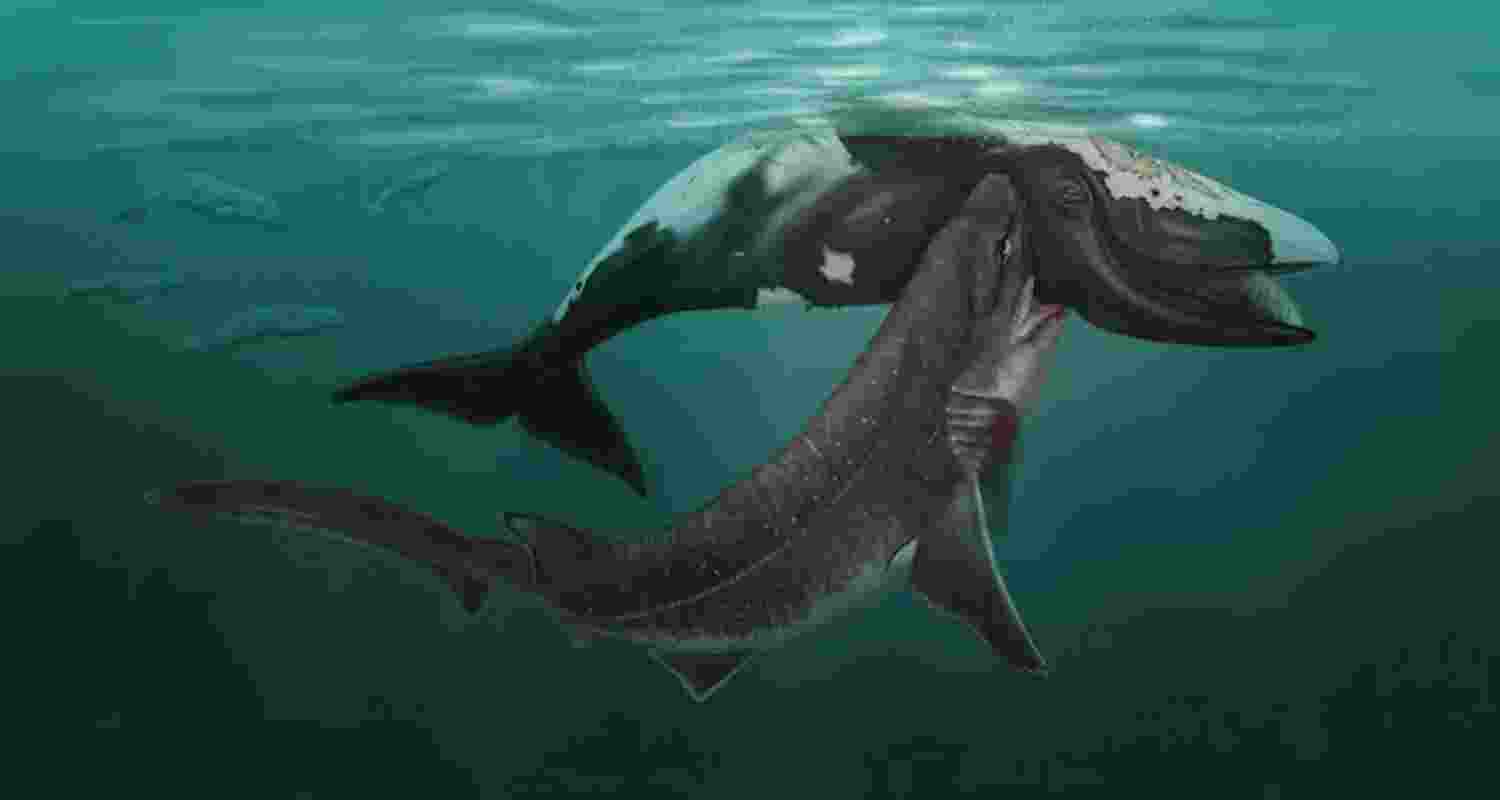 Great white sharks may soon return to North Sea