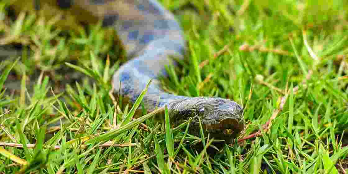 The two juvenile green anacondas, recently brought to Alipore Zoo from Chennai, are under quarantine before their public debut.