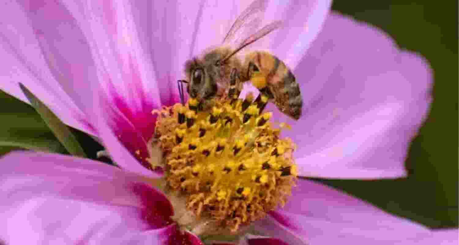 The mite feeds on bee pupae and transmits lethal viruses.