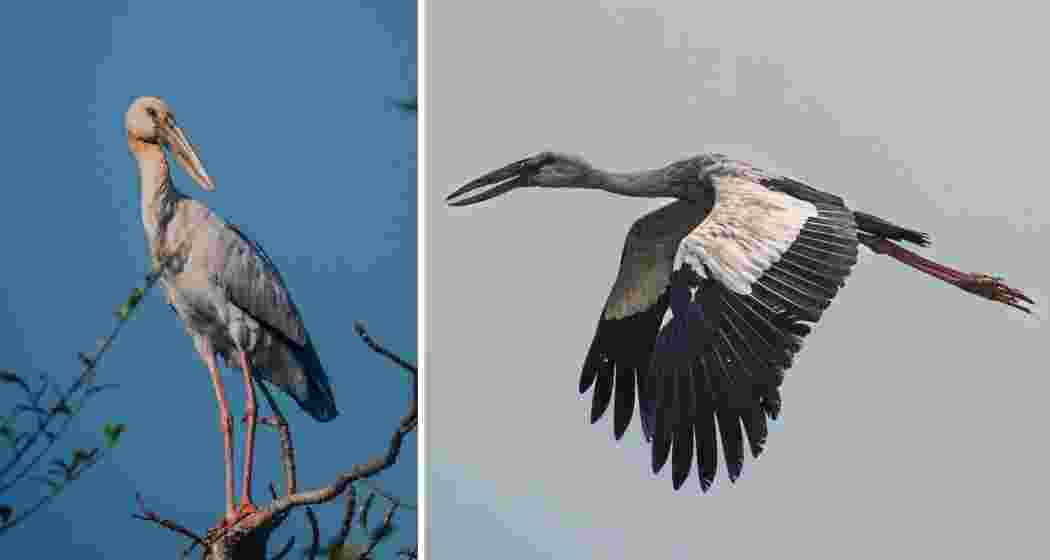 One hornbill perches calmly, while another takes flight over the forested canopy, capturing a moment of grace and grandeur in Assam’s wild heart. 