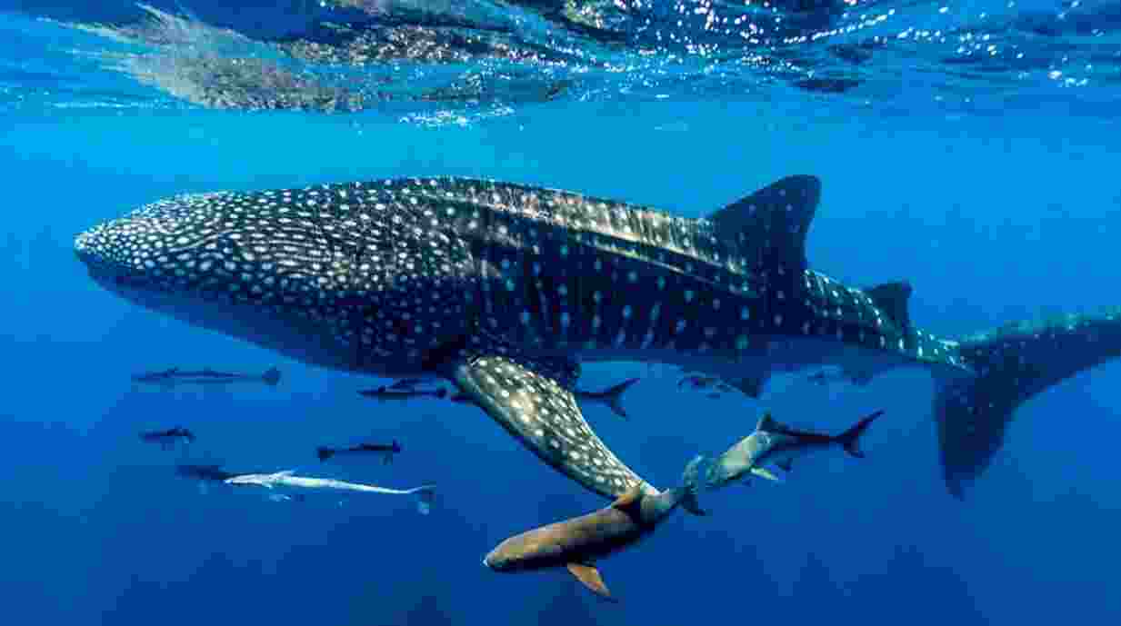 Decline in sharks threatens ocean ecosystems